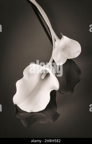 Two white Calla lilies on reflective surface in monochrome sepia toned Stock Photo