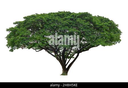 Isolated big tree on white background Stock Photo