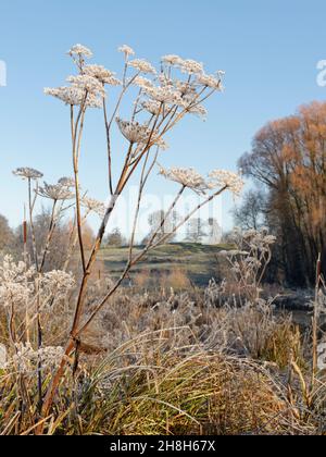 Common hogweed (Heracleum sphondylium) covered in hoar frost on a cold winter morning, Wiltshire, UK, December. Stock Photo