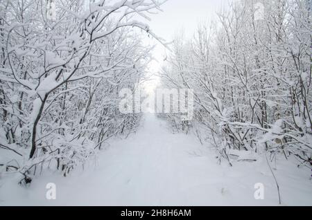 Snowy road through winter forest Stock Photo
