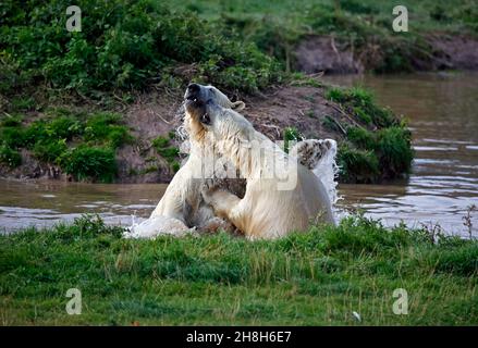 Polar bears fighting in their lake at a wildlife park Stock Photo