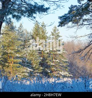 View of a winter pine forest in front of meadow with dry grass covered with snow Stock Photo