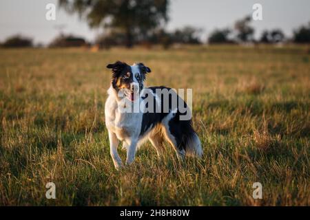 Border collie outdoors. Cute dog playing in nature Stock Photo