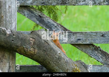 Red Squirrel (Sciurus vulgaris) climbing on decaying tree against wooden gate. Perthshire Scotland UK. June 2021. Stock Photo