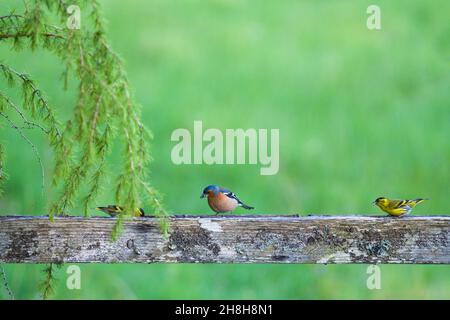 Male Chaffinch (Fringilla coelebs) and two male Siskin (Carduelis spinus) on wooden gate rail, Perthshire Scotland UK. June 2021. Stock Photo