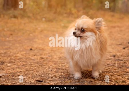 Young red pomeranian mini spitz outdoors in autumn park