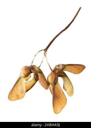 Acer pseudoplatanus, sycamore tree seeds, Isolated on white. Stock Photo