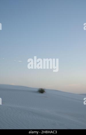 Minimalist landscape shrub in the desert of White Sands National Park, New Mexico, at sunset. Stock Photo