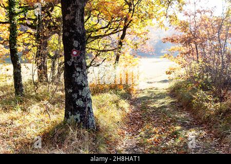 country hiking trail, autumnal forest and autumn leaves clinging to the trees Stock Photo