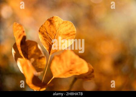 Last yellow leaf on a tree, selective focus, nature background. golden autumn leaves clinging to the trees Stock Photo