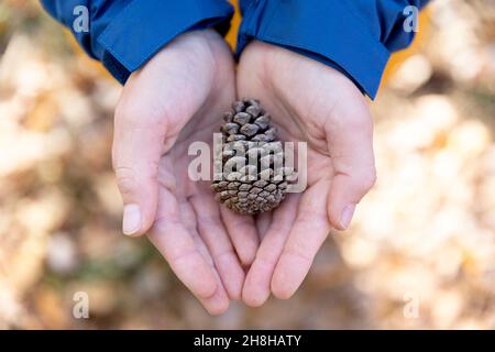 Child holding a pine cone Stock Photo
