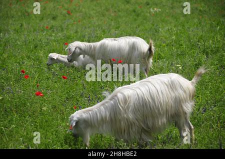 goats and sheep with lambs and kids while herding and in the stable ...