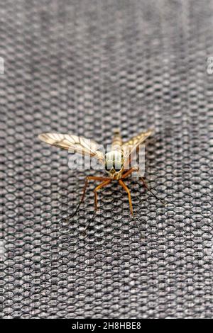 Vertical closeup of the Sphaerophoria scripta, the long hoverfly, the family Syrphidae. Stock Photo