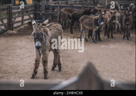 A donkey standing in the middle of a cattle-pen Stock Photo