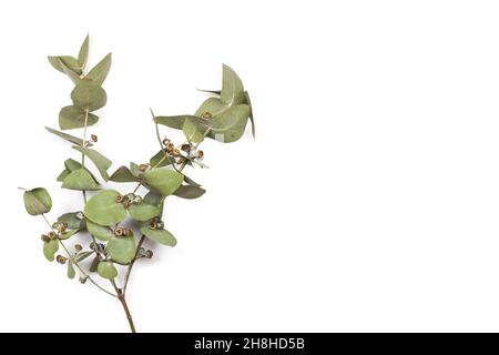Eucalyptus branches with leaves isolated on a white background with copy space Stock Photo