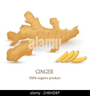 Ginger vector. Whole and sliced ginger root isolated on white background. Illustration in the cartoon style. Cut the close-up. Stock Vector