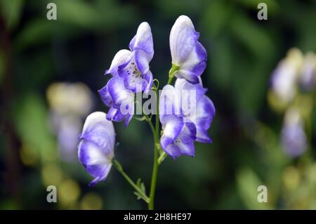 White/Purple Aconitum x Cammarum 'Bicolour' (Wolf's bane) Flowers grown in the Borders at Newby Hall & Gardens, Ripon, North Yorkshire, England, UK. Stock Photo