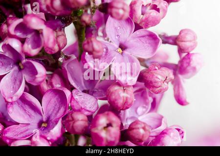 Purple flowers. Lilacs in close-up. Water droplets on the flower. Stock Photo