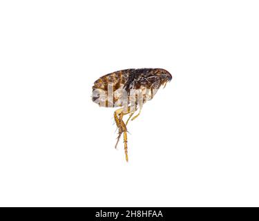 cat flea - Ctenocephalides felis - single dead flea isolated on white background Stock Photo