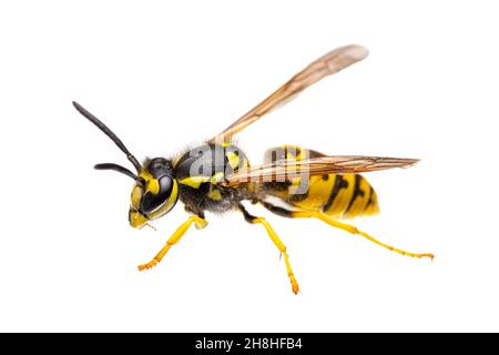 side view of single european / german wasp ( Vespula germanica ) isolated on white background - alive Stock Photo