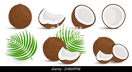 Set of exotic whole, half, cut pieces of coconut fruit and palm leaves isolated on white background. Summer fruits for a healthy lifestyle. Organic fr Stock Vector