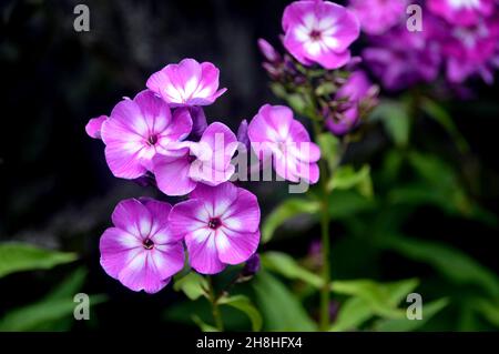 Bunch of Pink/White Phlox Paniculata 'Uspekh' Flowers Grown in the Borders at Newby Hall & Gardens, Ripon, North Yorkshire, England, UK. Stock Photo