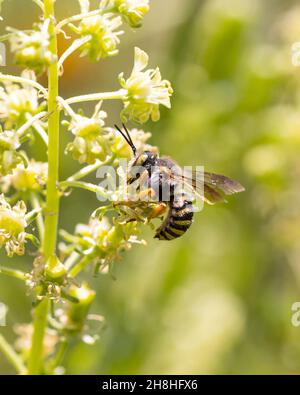 european wild bees: oblong woolcarder bee ( Anthidium oblongatum ) feeding on a green plant (reseda) Stock Photo