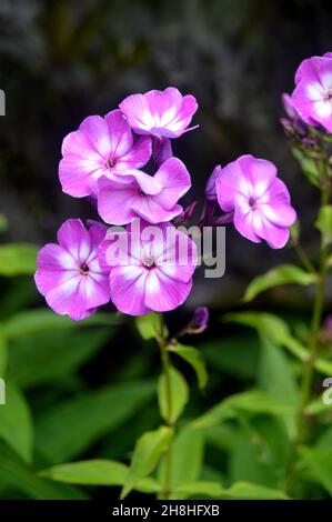 Bunch of Pink/White Phlox Paniculata 'Uspekh' Flowers Grown in the Borders at Newby Hall & Gardens, Ripon, North Yorkshire, England, UK. Stock Photo