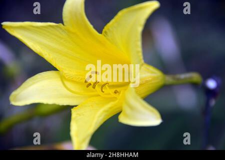 Single Yellow Daylily (Hemerocallis lilioasphodelus) Flower Grown in the Borders at Newby Hall & Gardens, Ripon, North Yorkshire, England, UK. Stock Photo