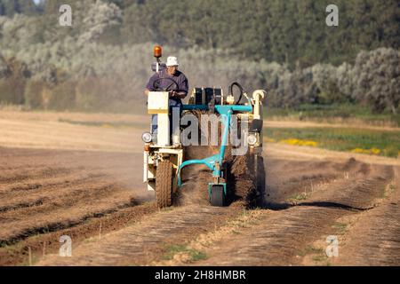 France, Pas de Calais, Nielles les Calais, flax cultivation, turning flax windrows Stock Photo