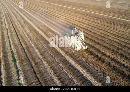 France, Pas de Calais, Nielles les Calais, flax cultivation, turning flax windrows (aerial view) Stock Photo