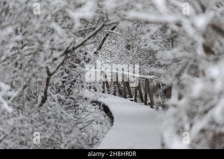 Wooden nature studies path leading through carbon dioxide storing moor and peatland in Bavaria in winter with snow-covered landscape and trees Stock Photo