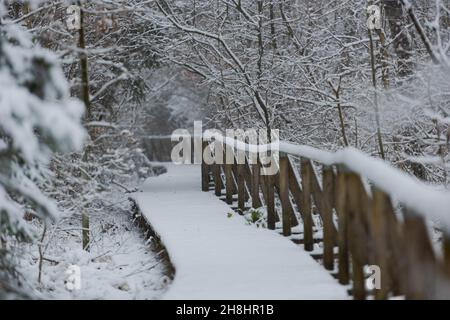 Wooden nature studies path leading through carbon dioxide storing moor and peatland in Bavaria in winter with snow-covered landscape and trees Stock Photo