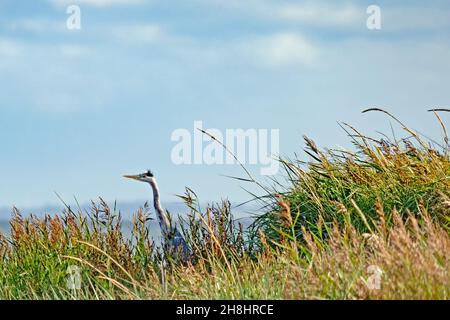 Grey heron, Ardea cinerea, between dunes at the Limfjord in Denmark Stock Photo