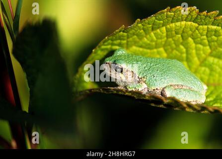 Grey tree frog (Dryophytes versicolor) camouflaged on leaf Stock Photo