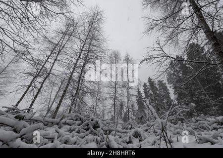 Group of trees in Nature studies path leading through carbon dioxide storing moor and peatland in Bavaria in winter with snow-covered landscape and tr Stock Photo