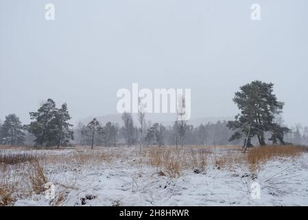 Group of trees in Nature studies path leading through carbon dioxide storing moor and peatland in Bavaria in winter with snow-covered landscape and tr Stock Photo