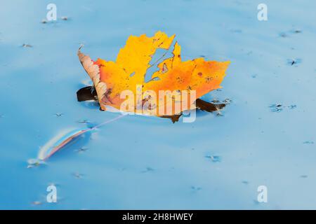 Colorful maple leaf floating in pond Stock Photo