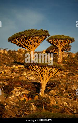 exotic and unique Socotra dragon tree, Dracaena cinnabari (CTK Photo