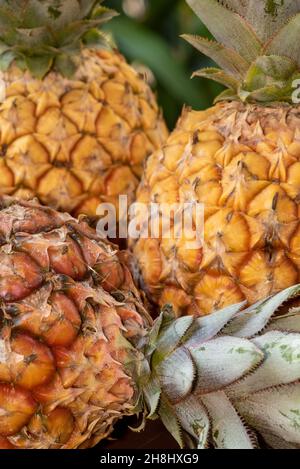 Close-up on three pineapples highligthing the rough surface peel and colors of this beautiful fruit- tropical fruit concept Stock Photo