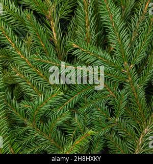 Green background of Christmas tree branches, twigs of fir-tree Stock Photo
