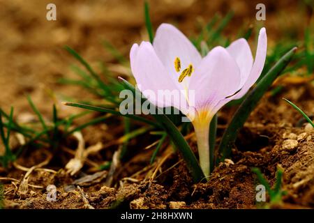 Colchicum triphyllum is a species of bulbous, flowering plant. Stock Photo
