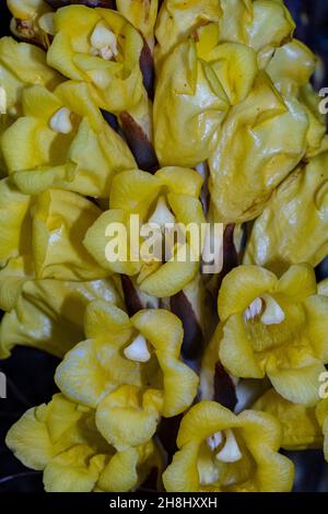 Cistanche phelypaea subsp. lutea, or lamb's jopo, pijolobo, lamb's tail, yellow jopo. Stock Photo