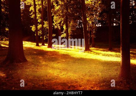 autumn park with strong sunlight with trees and golden sun rays Stock Photo