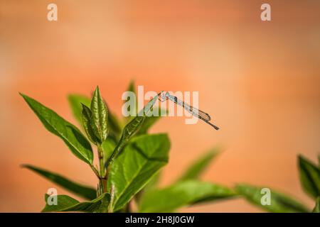 Dragon fly sitting on green leaf Stock Photo