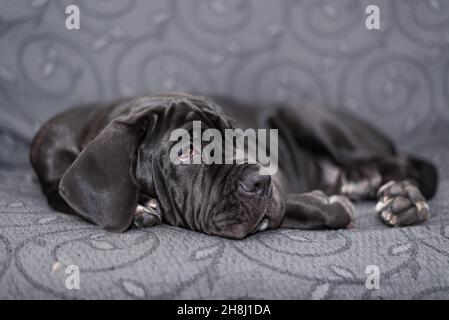 Black female Neapolitan Mastiff puppy lying on an armchair, portrait of a young large dog Stock Photo