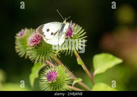 Cabbage white butterfly on common / wood Burdock. Natural close-up environmental portrait Stock Photo