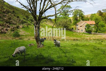 Sheep graze in  countryside on peaceful, sunny day with trees under bright sky with partially hidden cottage as backdrop in spring near Goathland, UK. Stock Photo