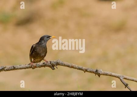 Sturnus unicolor - The black starling is a species of passerine bird in the Sturnidae family. Stock Photo