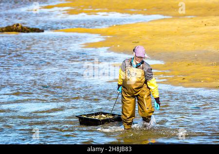 Nature is winning at this tidal river. Erosion along the walls of this sand banks of this tidal river, while a oyster farmer is sowing oyster seedling. Stock Photo